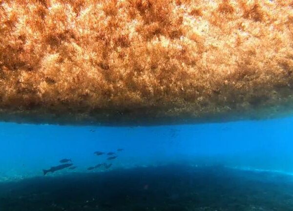 Una masa de algas de 8.000 km de ancho se dirige a Florida y amenaza con afectar el turismo en el Caribe