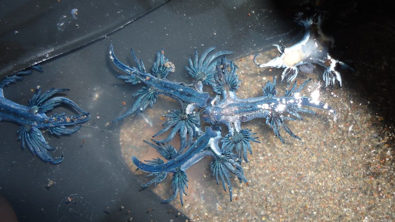 Dragones azules han aparecido en siete playas de El Salvador