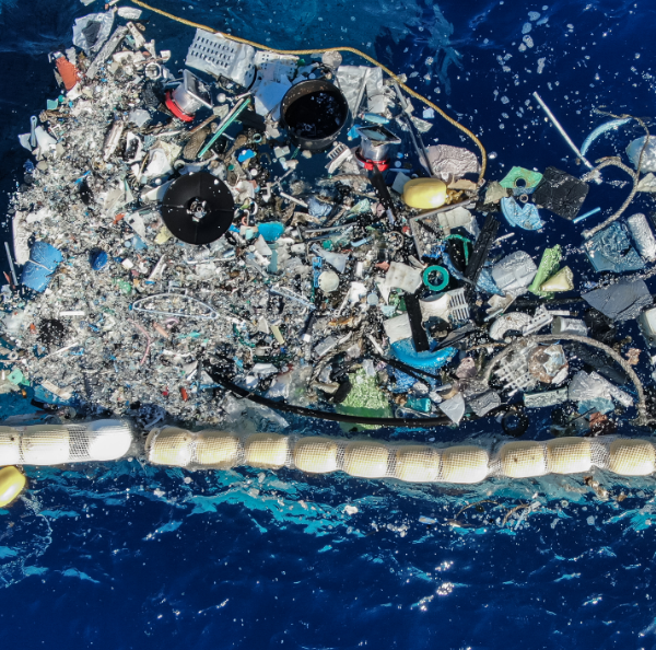 La gran mancha de basura del Pacífico es ahora tan enorme y permanente que un ecosistema costero prospera en ella, según científicos