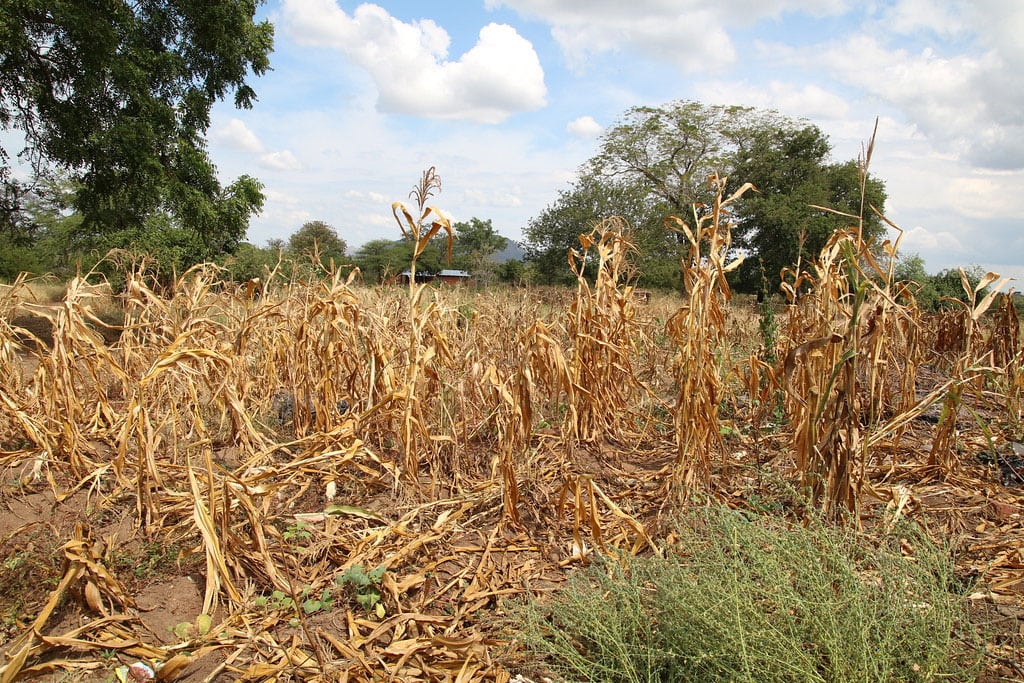 Agricultores reportan pérdidas por falta de lluvias
