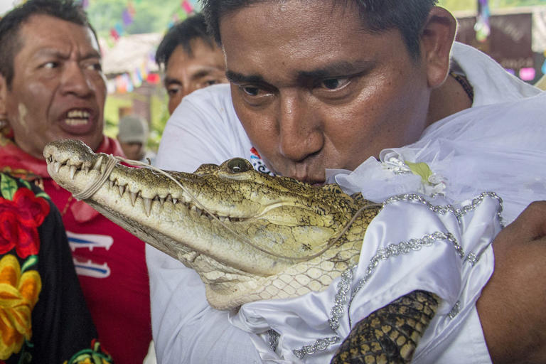Alcalde en México se casa con un caimán en ritual para atraer prosperidad a su comunidad.
