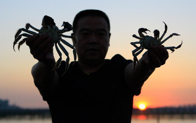 Comienza temporada de cosecha de populares cangrejos en China.