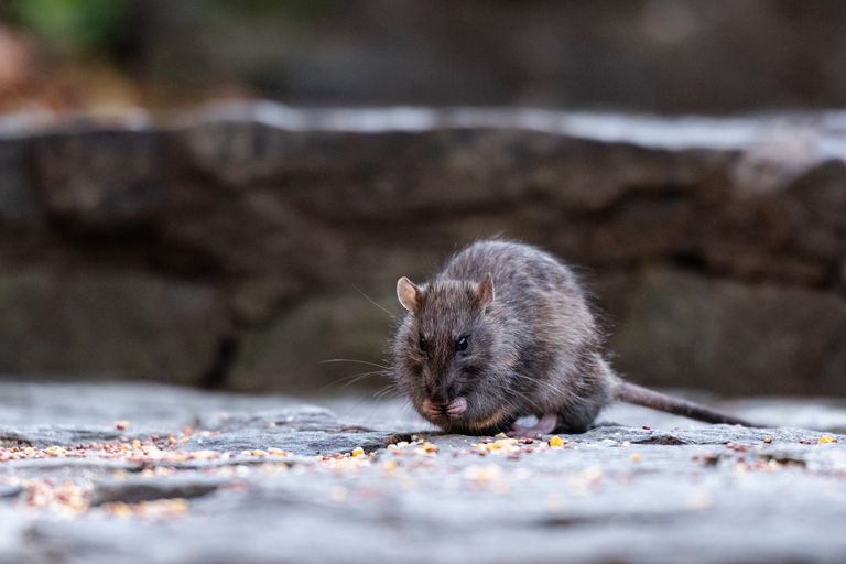 Calles de Nueva York infestadas de ratas: videos muestran cómo viven en el metro