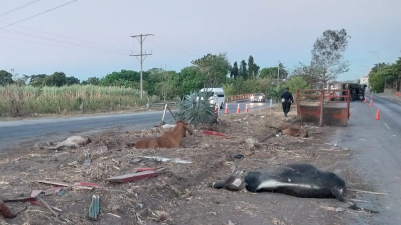 Camión cargado de reses volcó en curva de Sonsonate; siete animales fallecieron y otros están perdidos