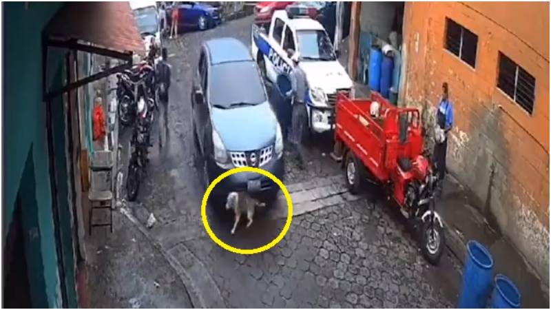 Conductor fue capturado por atropellar a canino en Ciudad Arce