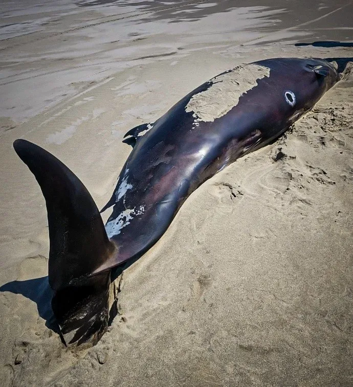 Encuentran cetáceo varado en Isla Tasajera